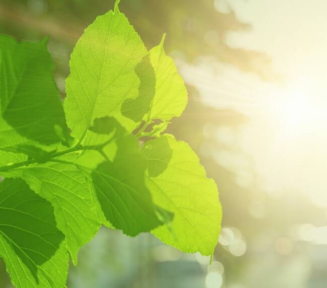 Green leaves tree plant leaf sun light for oxygen carbon dioxide absorbed in Photosynthesis process