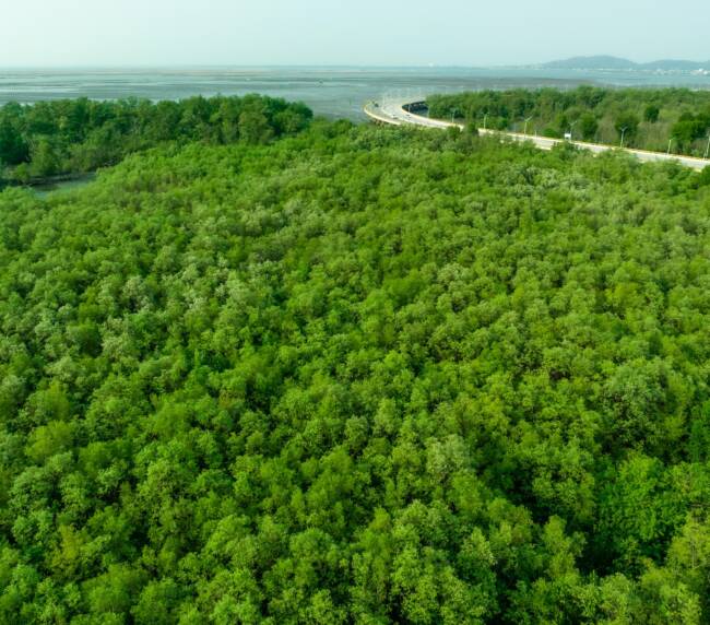 Green mangrove forest capture carbon dioxide. Net zero emissions. Mangroves capture CO2.
